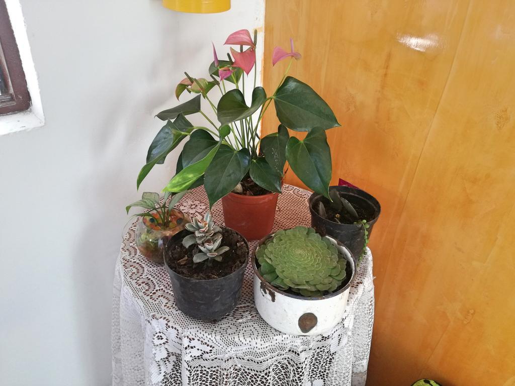Posada Elenita Salento Exterior foto