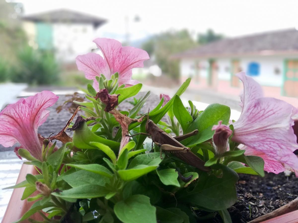 Posada Elenita Salento Exterior foto